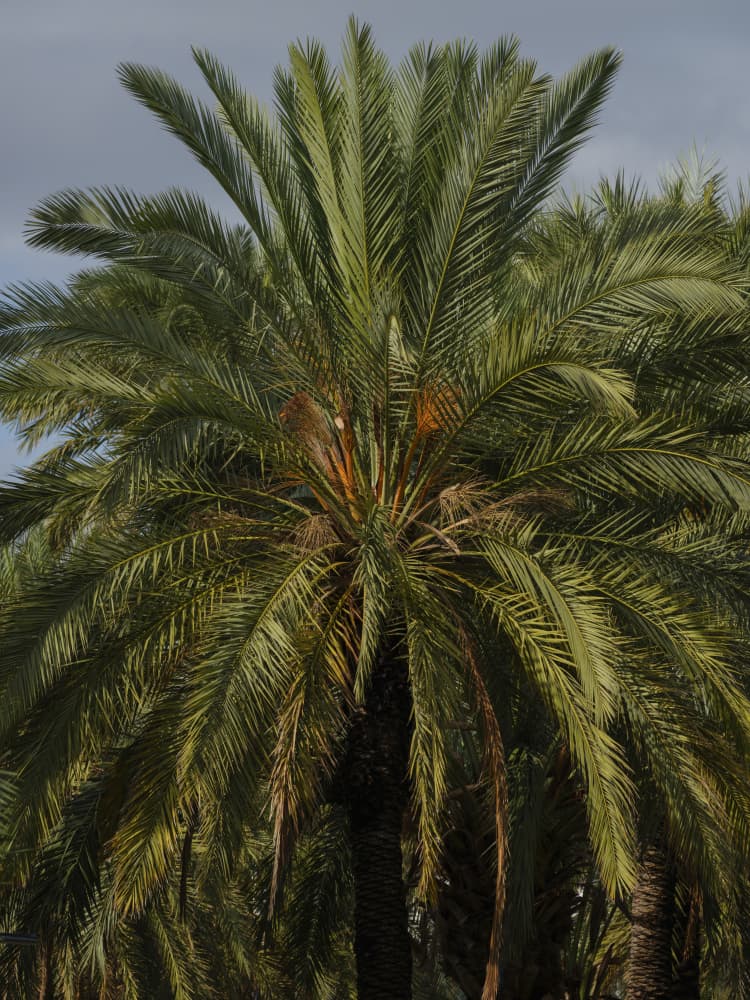 Green Palm Fronds by engin akyurt — canvas wall art