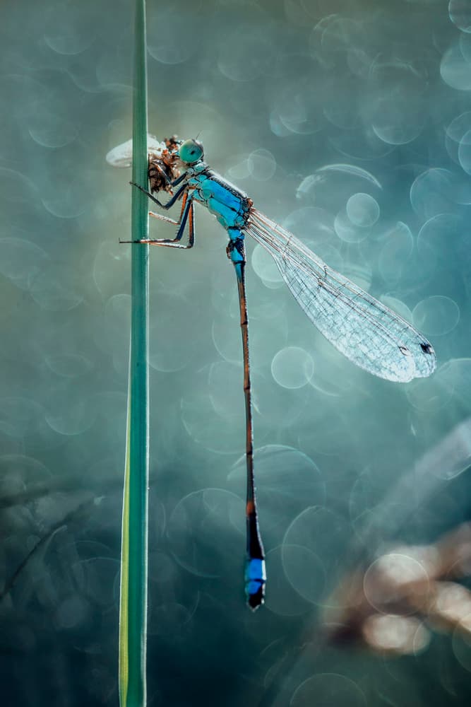 Blue Damselfly Feeding by Hendy Mp — canvas wall art