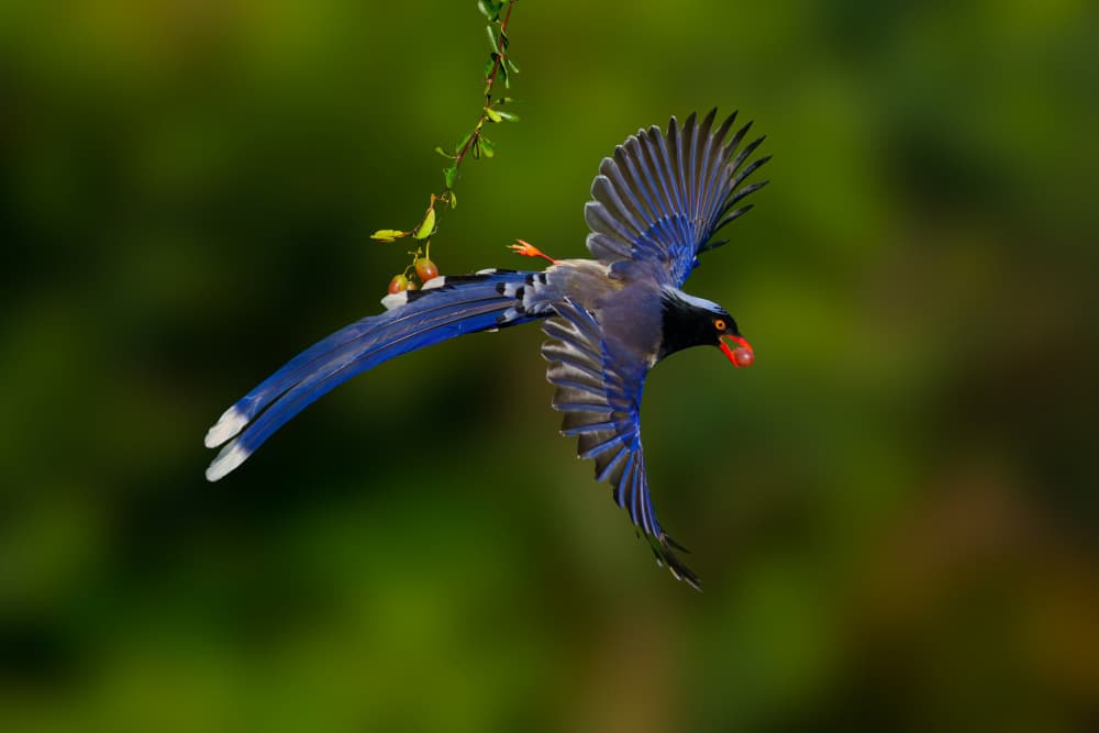 Blue Bird in Flight by Mike He — canvas wall art