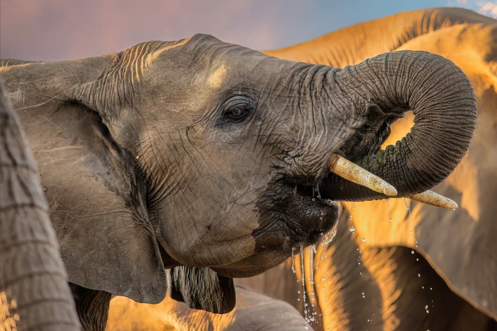Golden Elephant Drink by Jun Zuo — canvas wall art