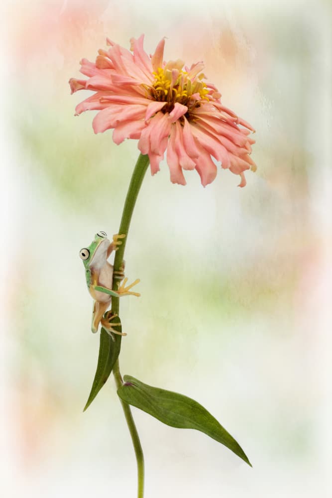 Little Frog On Zinnia by Linda D Lester — canvas wall art