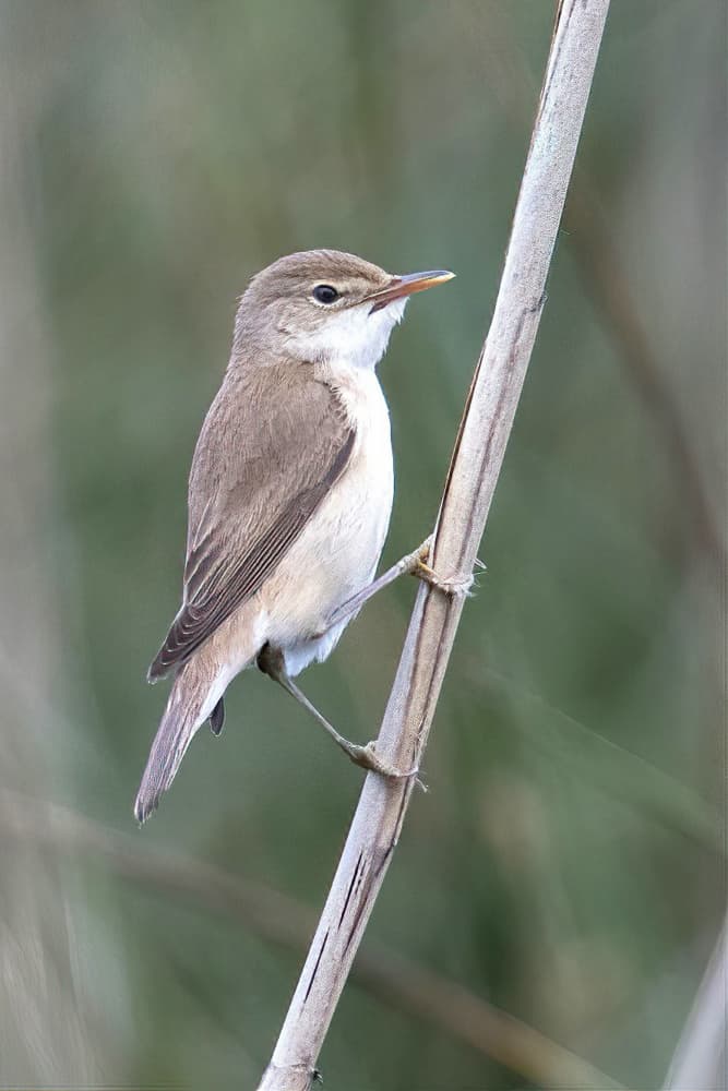 Serene Reed Bird by alberti Patrick — canvas wall art