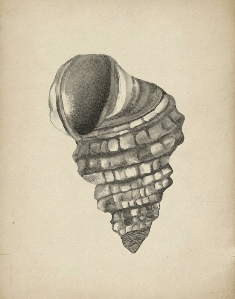 Detailed Spiral Shell by Josie George — canvas wall art