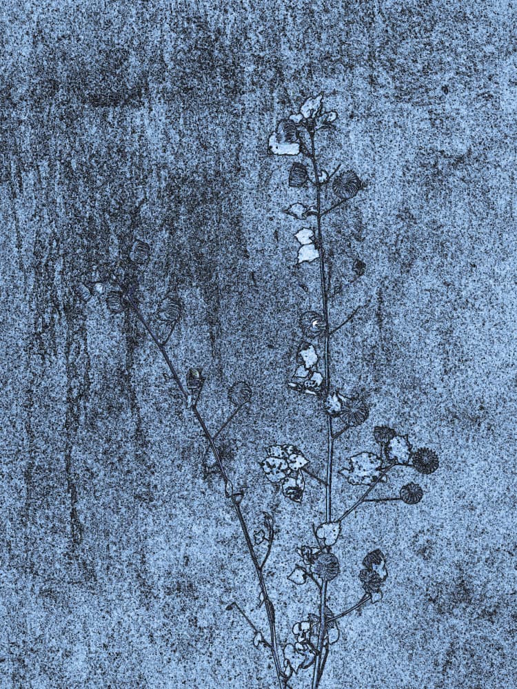 Subtle Blue Branch by Santhosh ch — canvas wall art