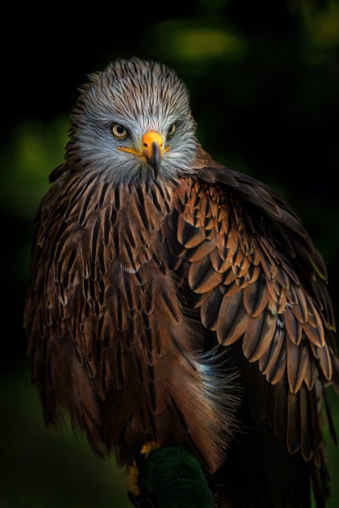 Regal Red Kite Stare by Jose Parejo — canvas wall art