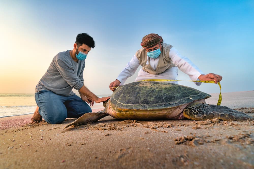 Coastal Turtle Study by Haitham AL Farsi — canvas wall art