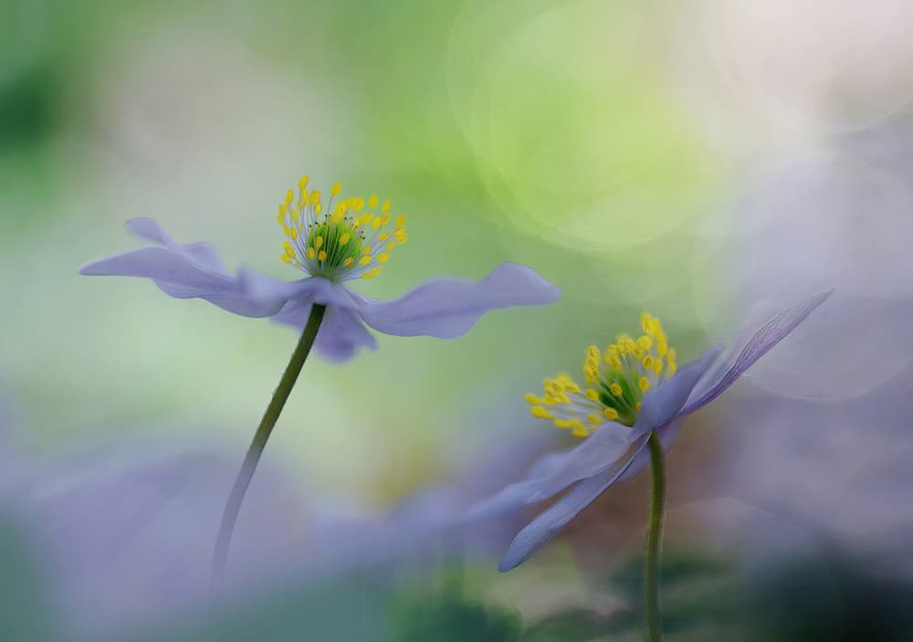 Dreamy Spring Anemones by Ylva Sjögren — canvas wall art