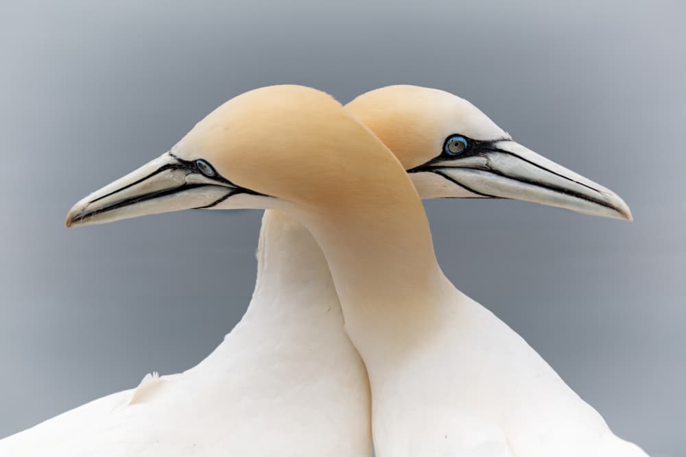 Two Gannets Embrace by Boterman Patrick — canvas wall art