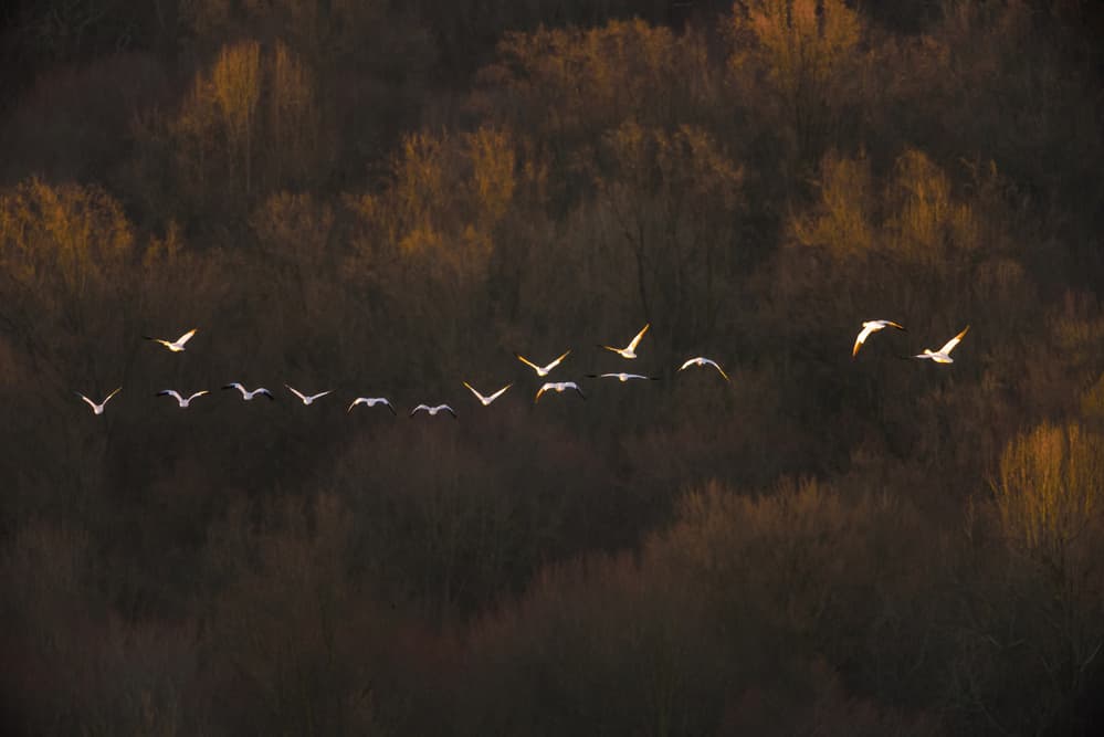Birds Over Golden Forest by 李从军 / Austin Li — canvas wall art