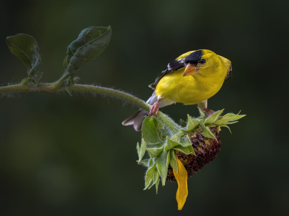 Yellow Goldfinch on Sunflower by Leechee Z — canvas wall art