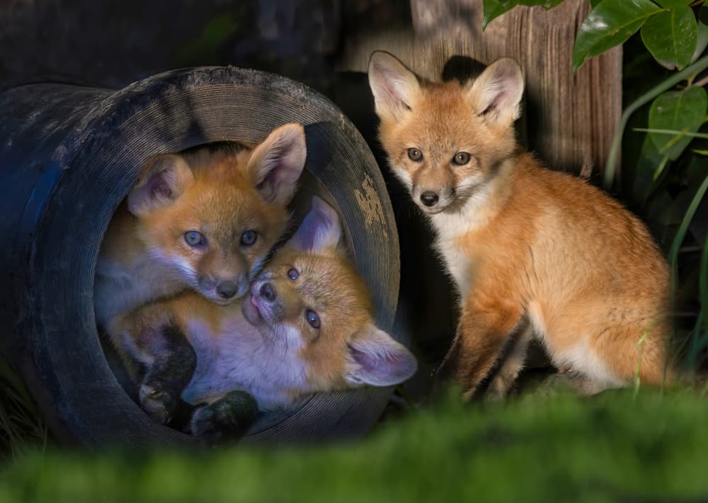 Three Curious Fox Kits by DonnaHom APA — canvas wall art