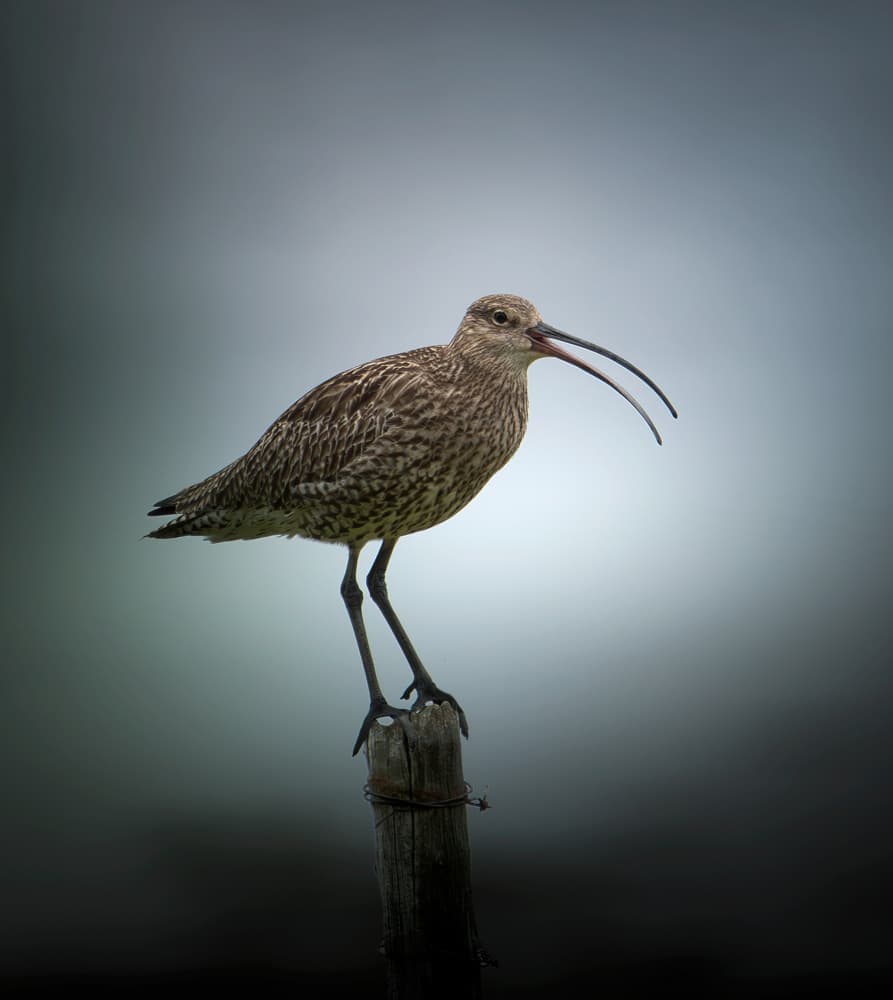 Elegant Curlew Perched by Erik Engström — canvas wall art
