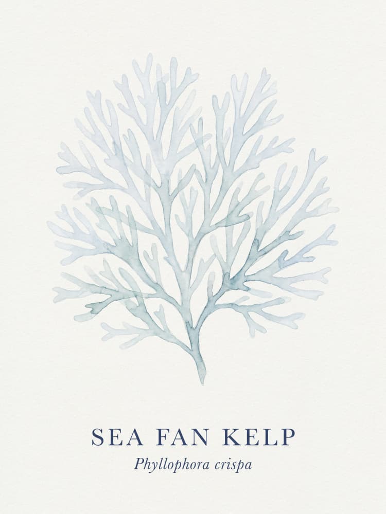 Sea Fan Kelp by Andreas Magnusson — canvas wall art