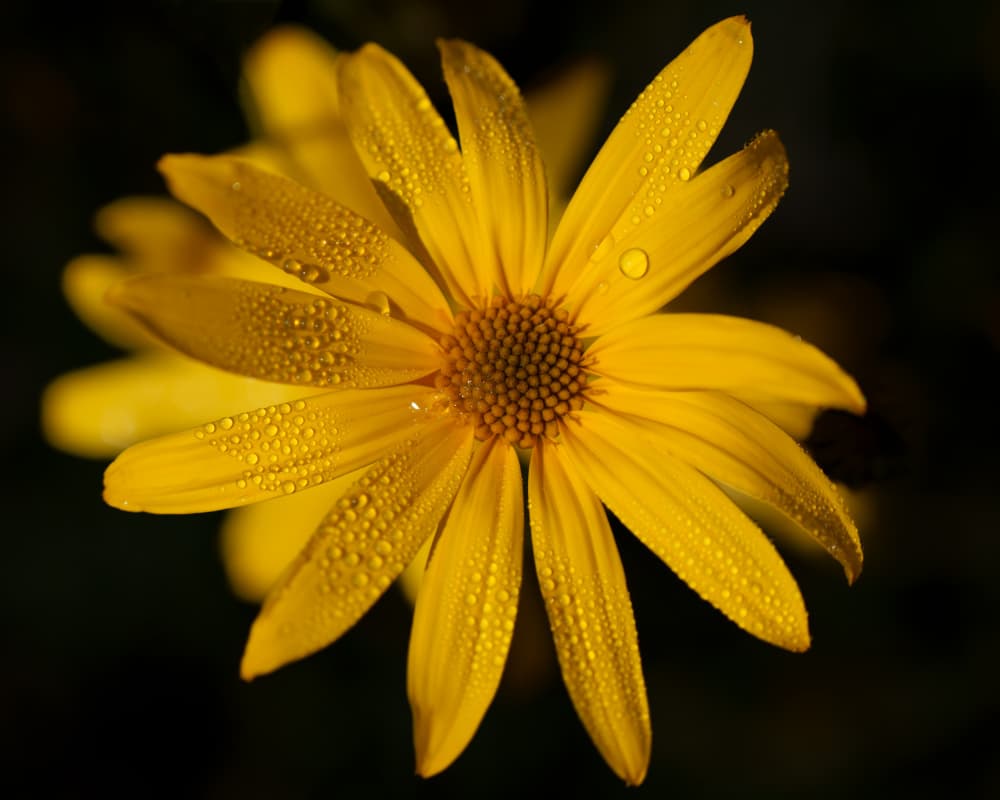 Golden Flower Morning by Etienne Steenkamp — canvas wall art