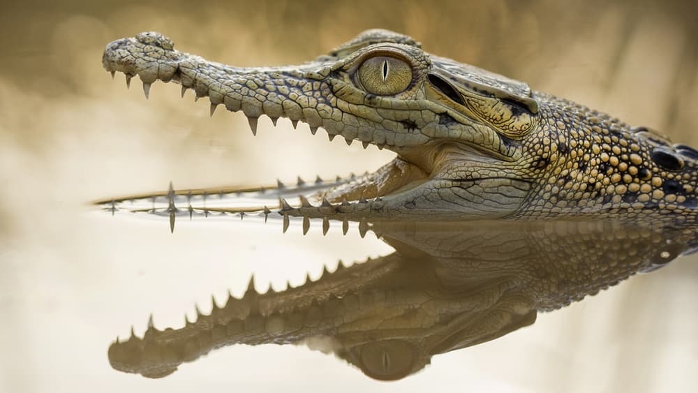 Crocodile Water Reflection by Hendy Mp — canvas wall art