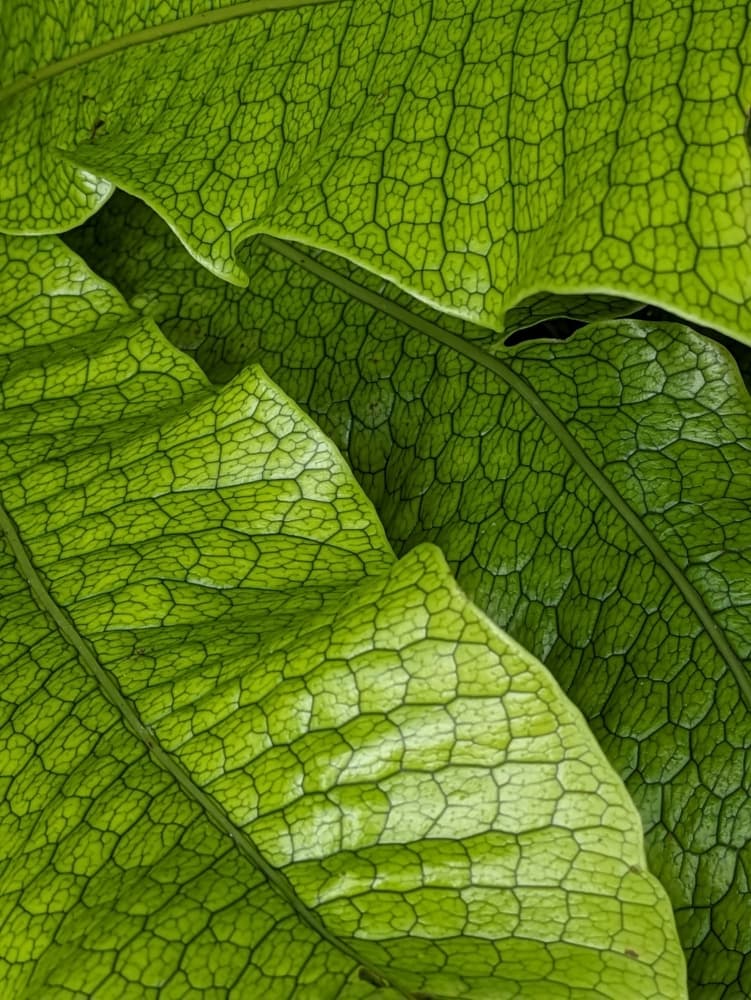 Intricate Green Leaf Texture by Elizabeth Allen — canvas wall art