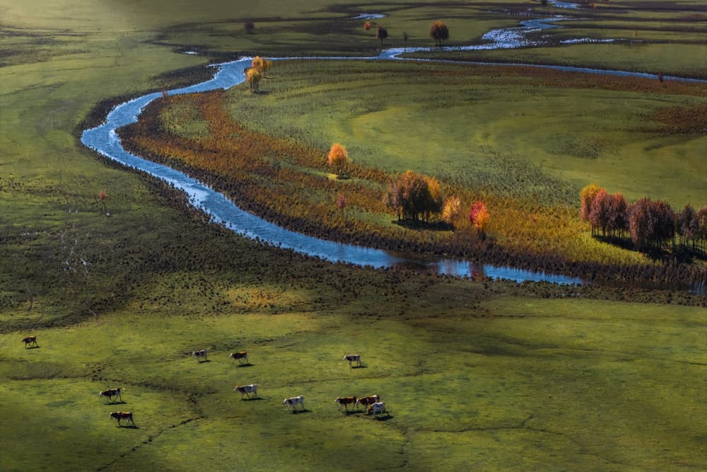 Autumn River and Grazing Cows by UU — canvas wall art