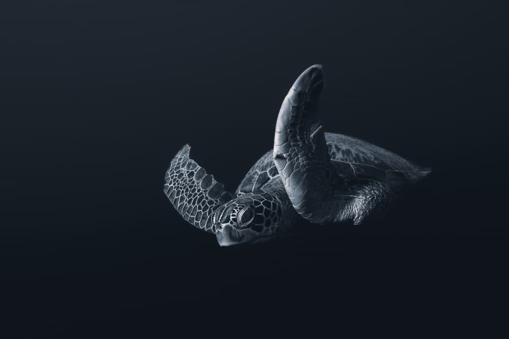 Deep Sea Turtle by Serge Melesan — canvas wall art