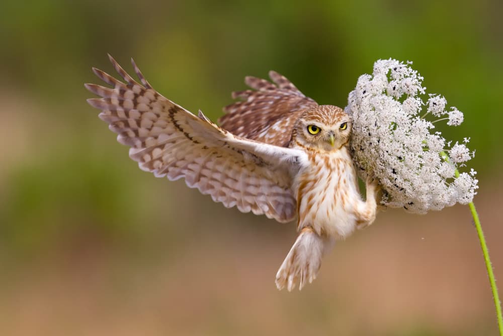 Owl Flying White Flower by David Manusevich — canvas wall art