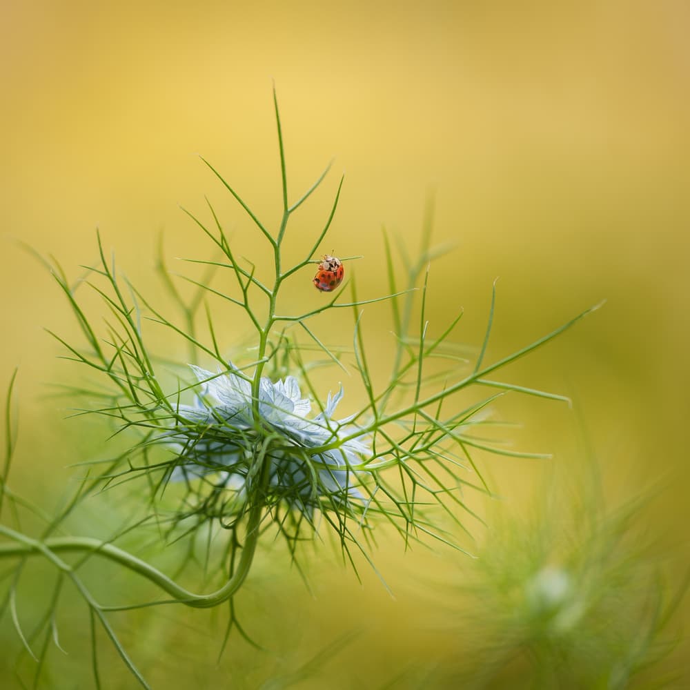 Love In A Mist Ladybug by Piet Haaksma — canvas wall art