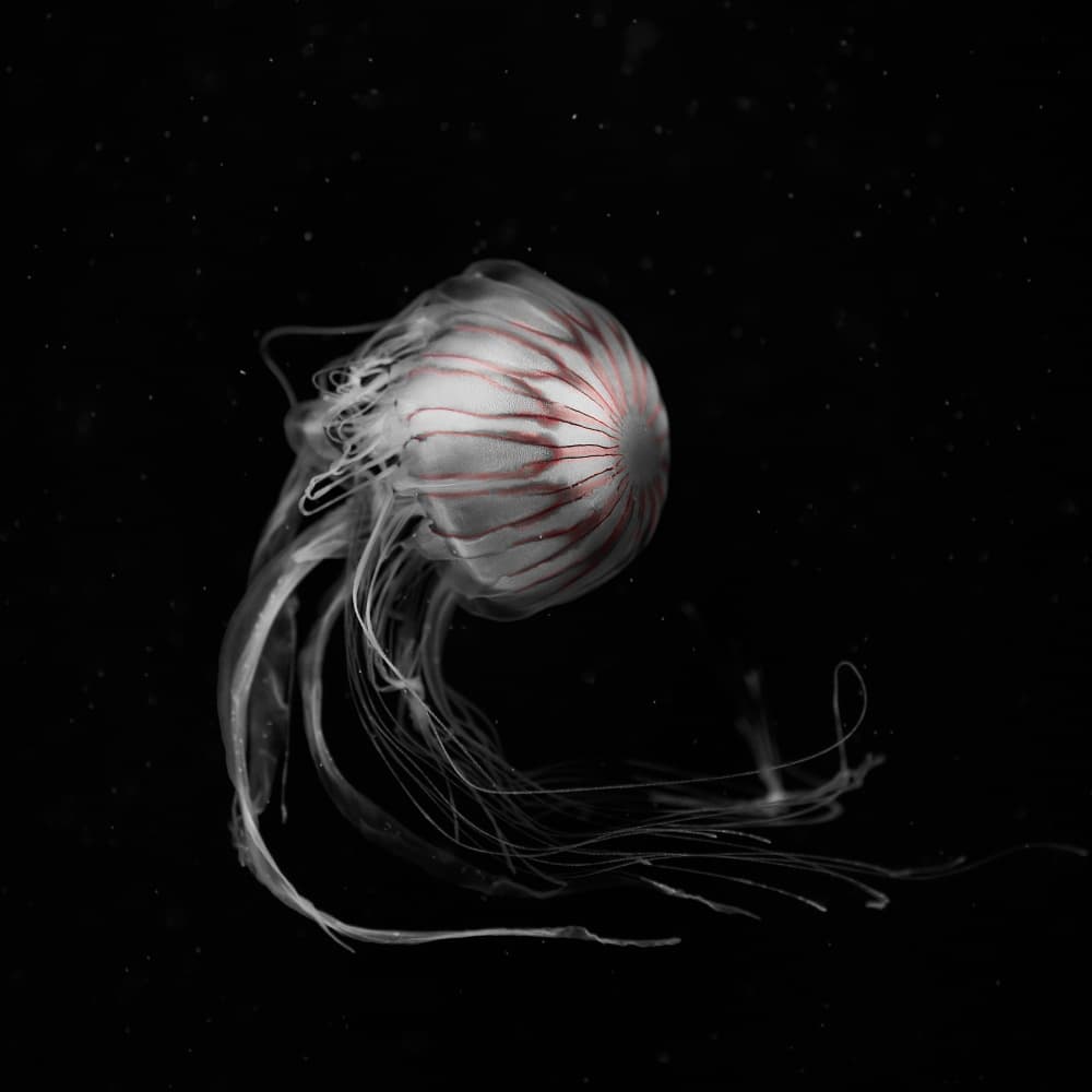 Ethereal Red Jellyfish by Kaisyakuji Yushi — canvas wall art