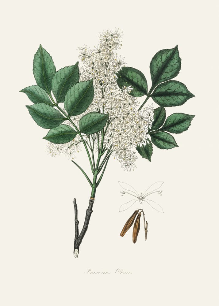 Manna Ash (fraxinus Ornus) Medical Botany by John Stephenson and James Morss Churchill — canvas wall art