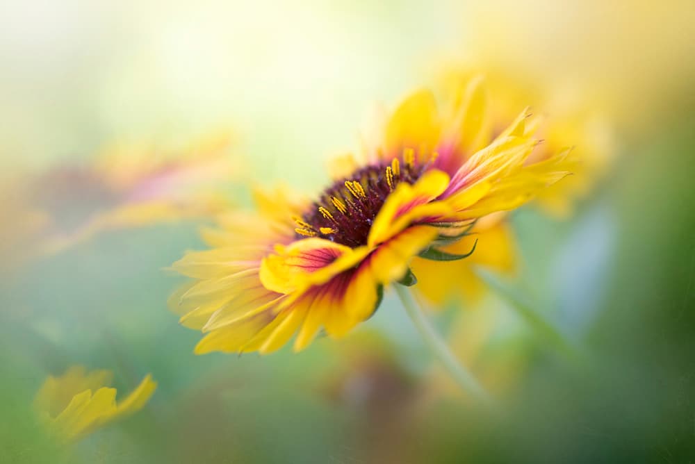 Dreamy Yellow Bloom by Jacky Parker — canvas wall art