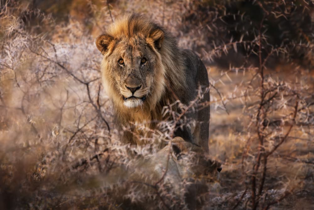African Lion Gaze by Ricardo Gayan — canvas wall art