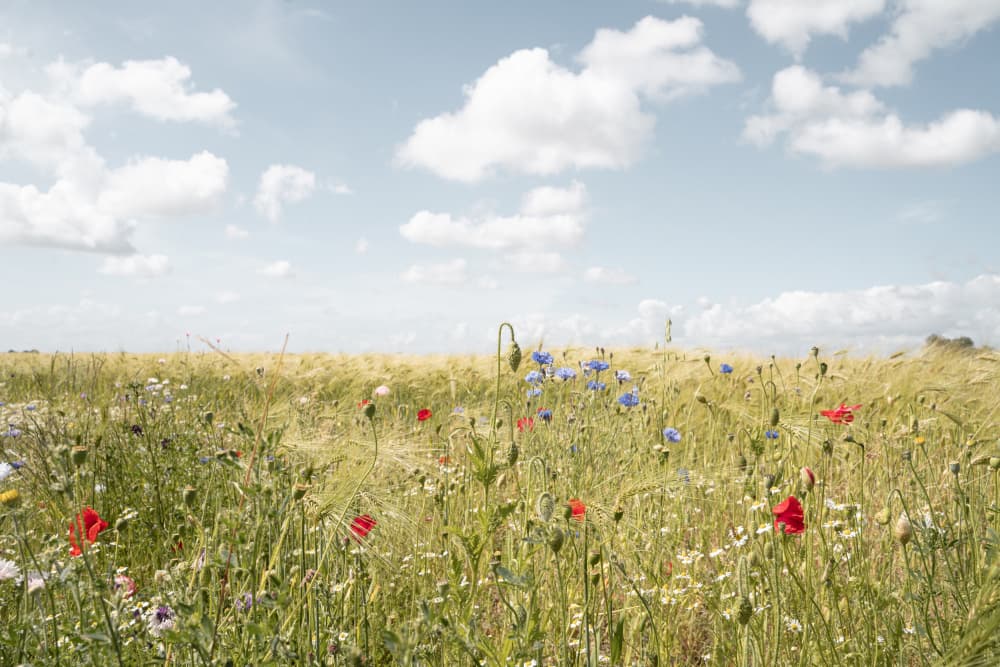 Summer Flower Field by Henrike Schenk — canvas wall art