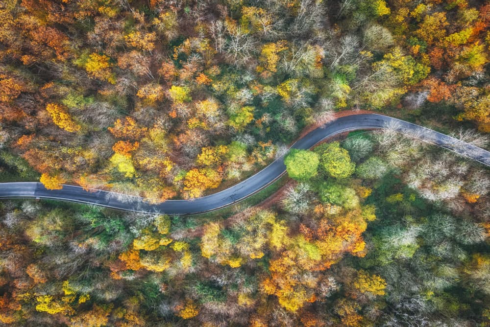 Winding Autumn Forest Road by Guy Krier — canvas wall art