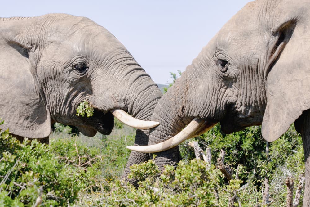 Gentle Elephant Connection by Dirk Lombard — canvas wall art