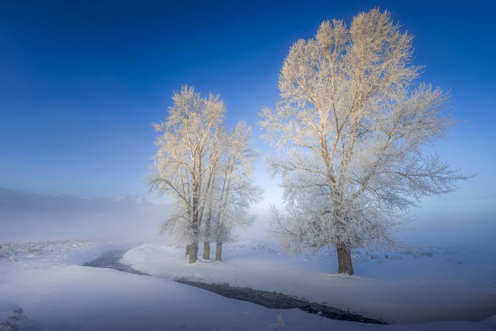 Frosted Winter Stream by Lisa Aurora Campbell — canvas wall art