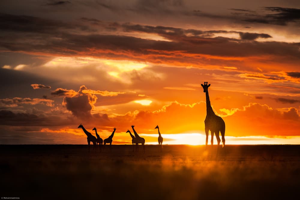 African Sunset Giraffes by Mohammad Mirza — canvas wall art