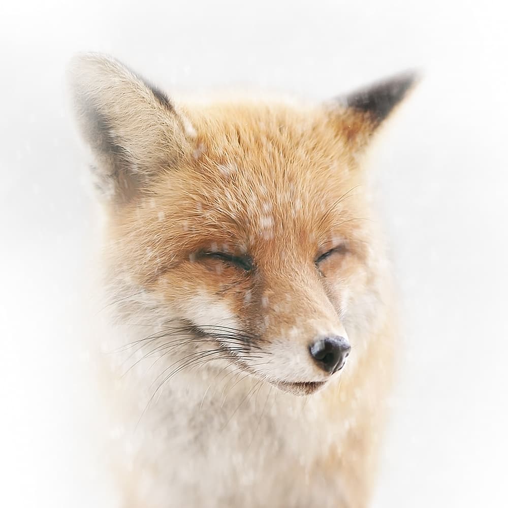 Serene Winter Fox by Doris Reindl — canvas wall art