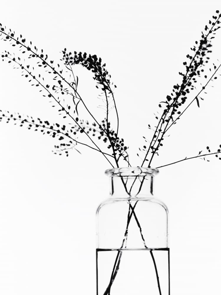 Minimalist Botanical Stems by Magda Izzard — canvas wall art