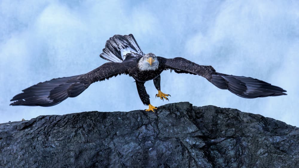 Powerful Bald Eagle by Jun Zuo — canvas wall art