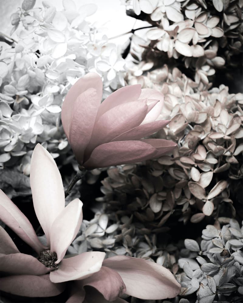 Vintage Pink Magnolias by Michele Frechette — canvas wall art