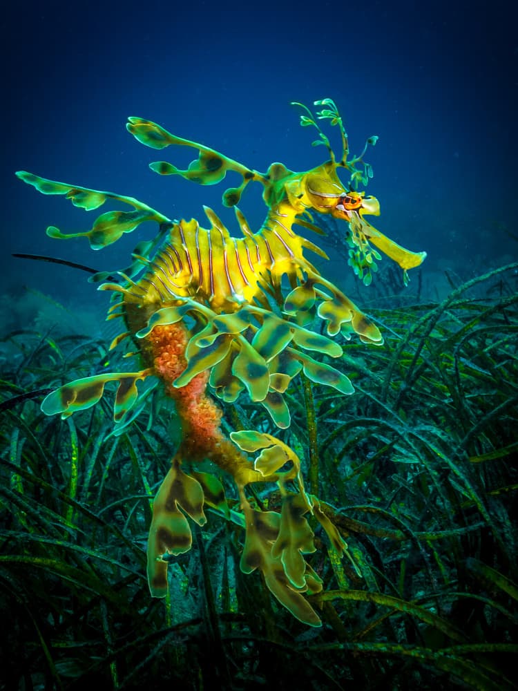 Vibrant Leafy Sea Dragon by Jan Abadschieff — canvas wall art