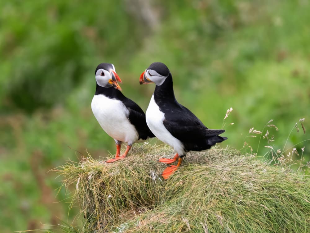 Puffin Pair on Grass by Tony Yu — canvas wall art
