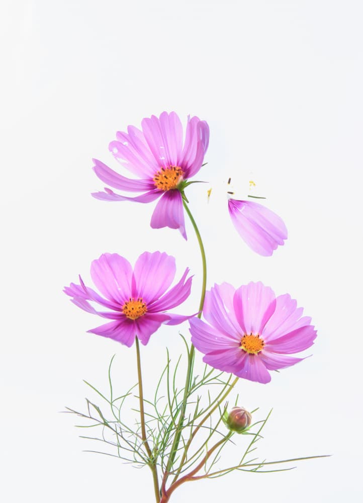Pink Cosmos Falling Petals by Li Chen — canvas wall art
