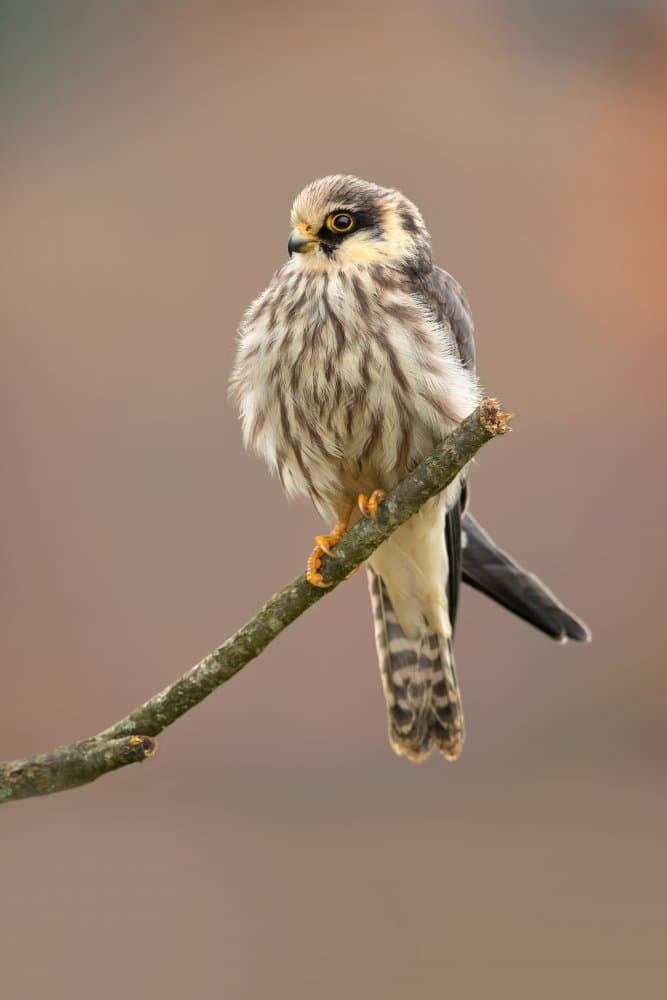Falcon On Branch by Milan Zygmunt — canvas wall art