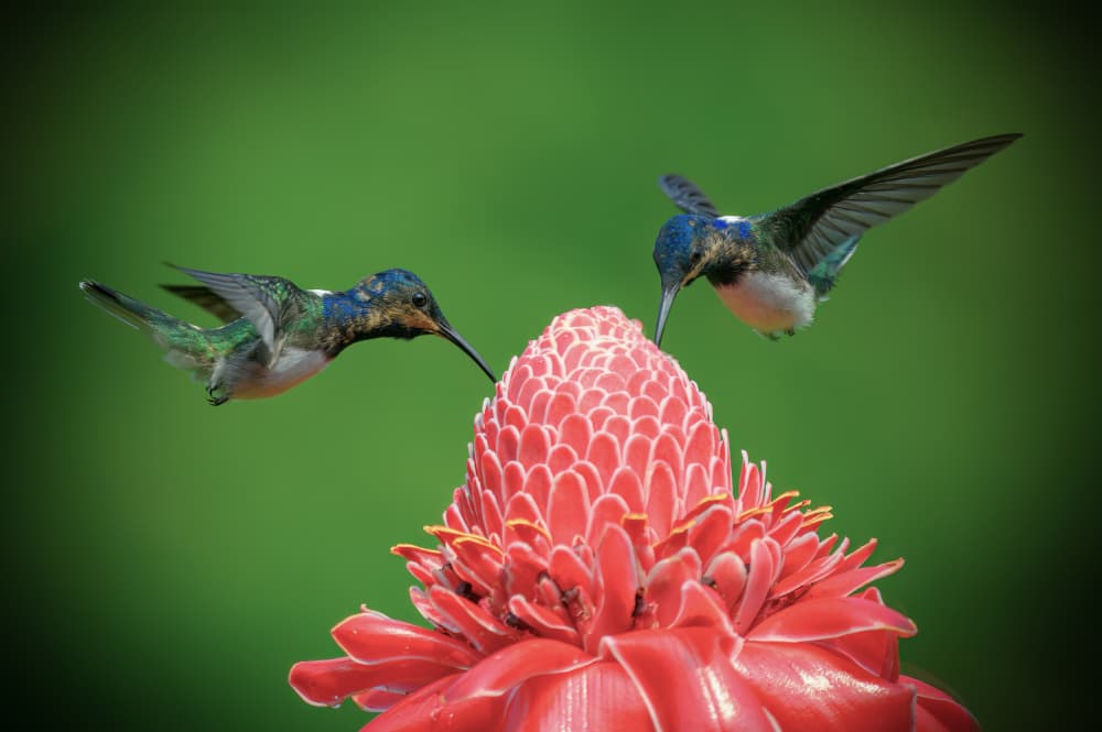 Tropical Nectar Feast by Mike He — canvas wall art