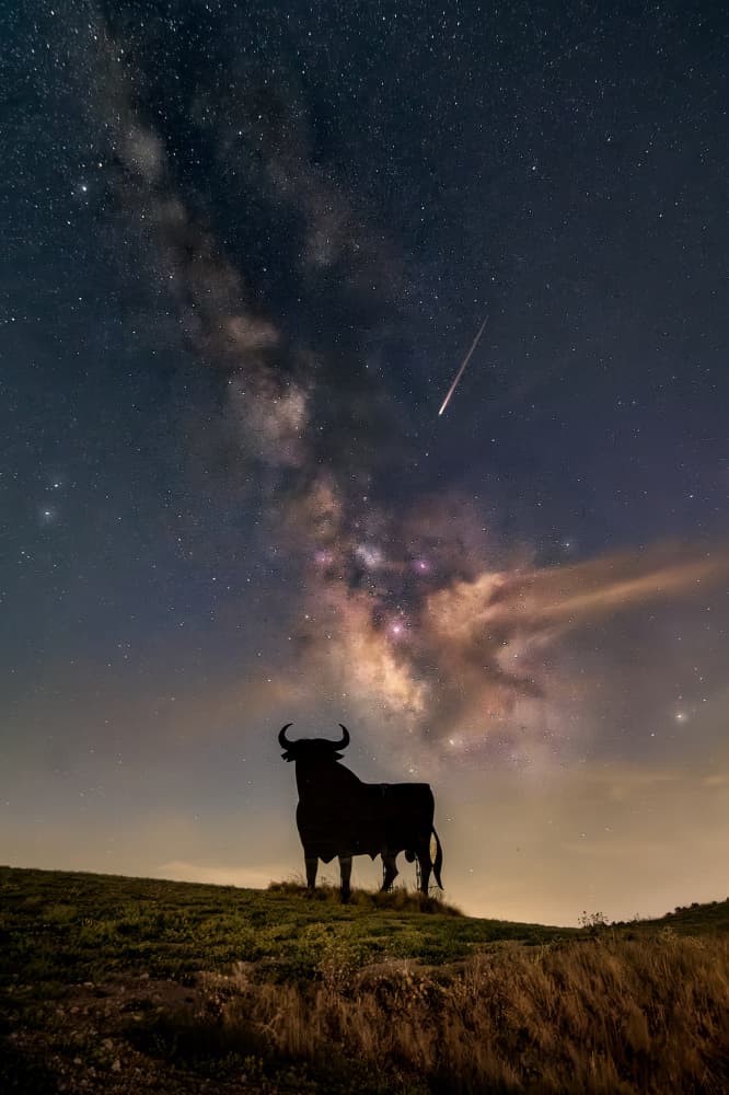 Bull Under Starry Sky by Juan Luis Seco — canvas wall art