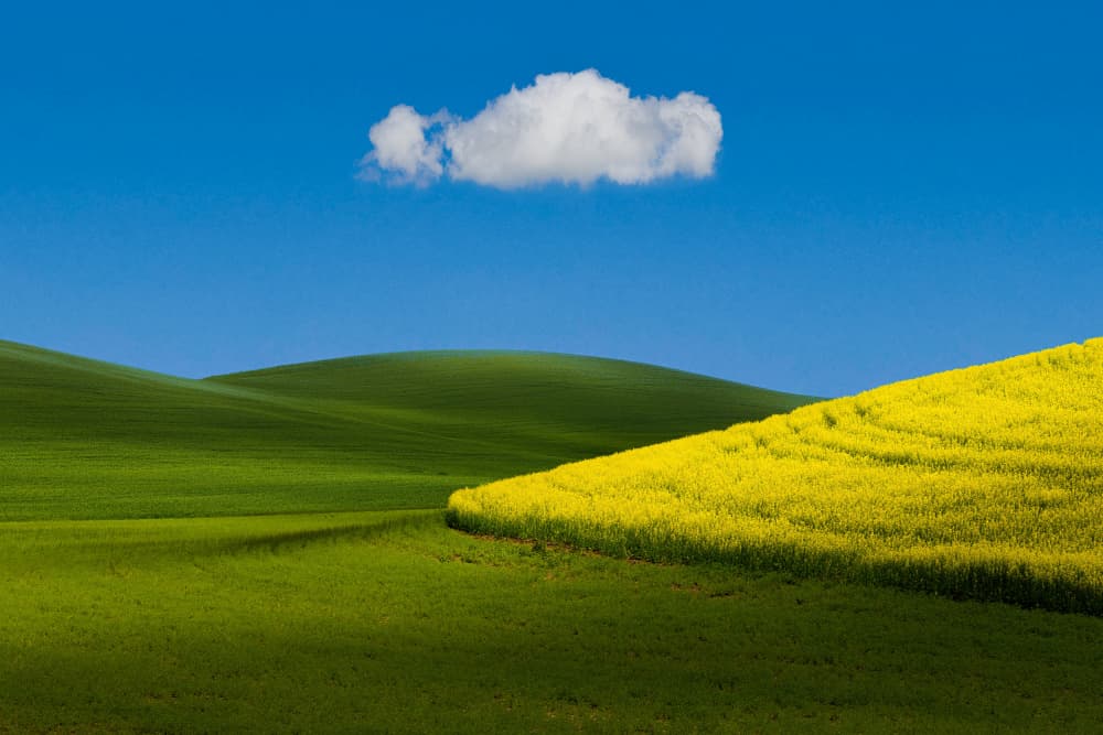 Yellow Field Green Hills by Tony Xu — canvas wall art