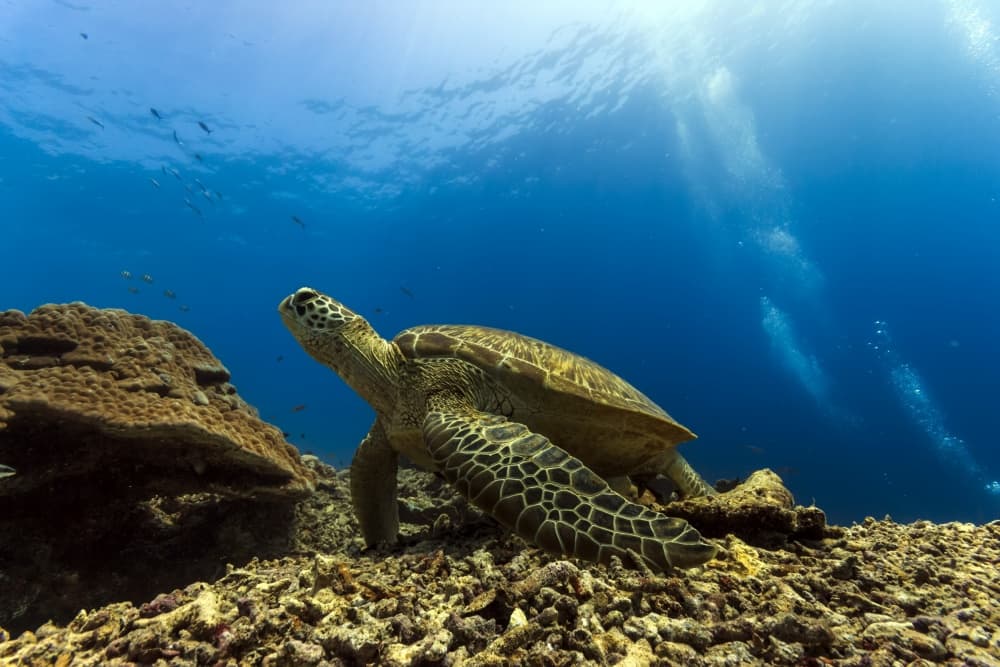 Sunlit Ocean Turtle by Mato P. — canvas wall art