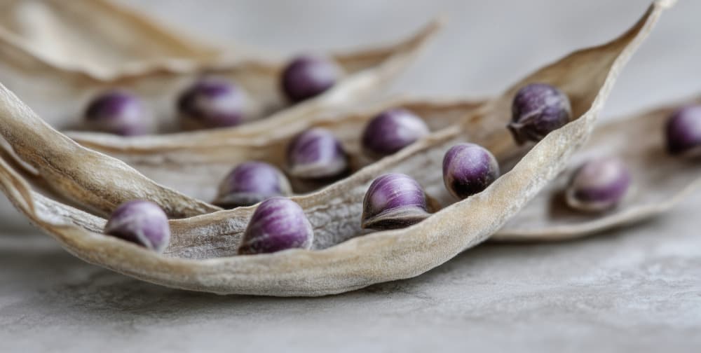 Purple Seed Symphony by Treechild — canvas wall art