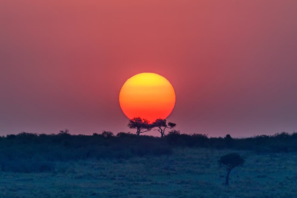 Majestic Savannah Sunset by Jeffrey C. Sink — canvas wall art