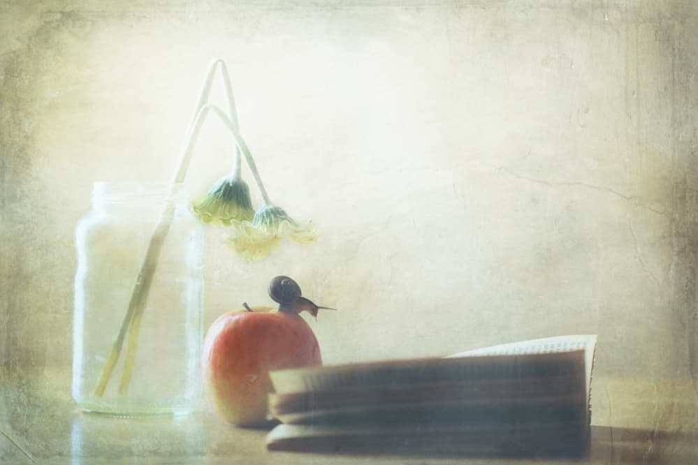 Snail Apple Quiet Moment by Delphine Devos — canvas wall art