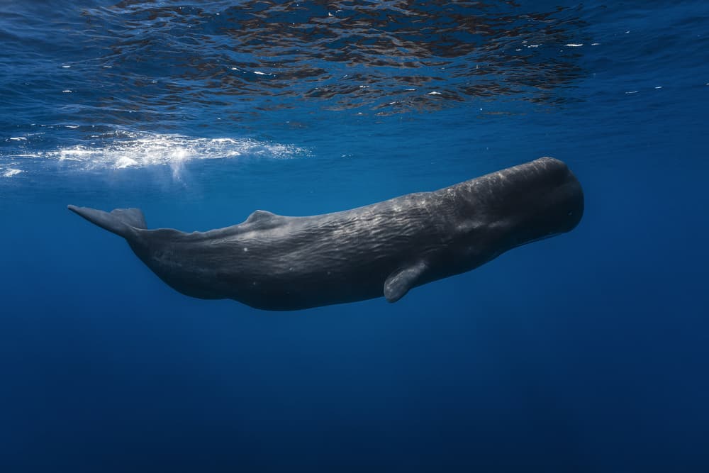 Deep Blue Whale by Barathieu Gabriel — canvas wall art