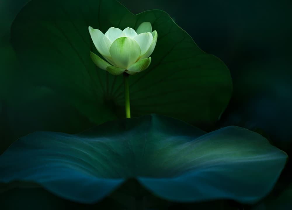 Serene Lotus Bloom by Catherine Wang — canvas wall art